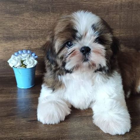 8 weeks old, they will come dewormed and have first shots. . Shih tzu puppies craigslist